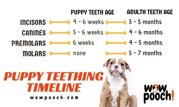 Puppy Teething Timeline