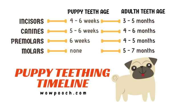 Puppy Teething chart
