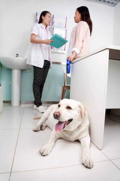 Dog in a vet office