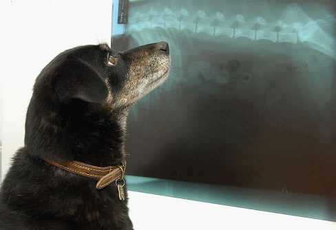 Dog Looking At X-Ray