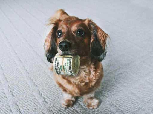 Funny Dog Holding Money