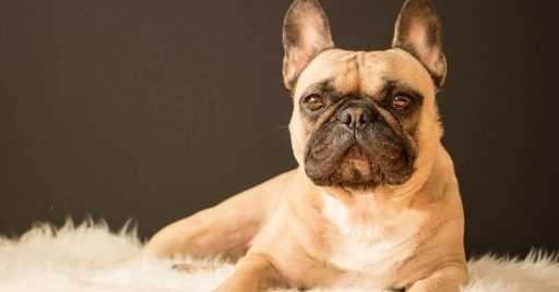 French Bulldogs Foods