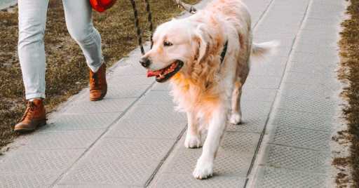 Dog Walk And Exercise Benefits