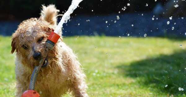 Ways To Protect Your Dog From Summer Heat And Heat Stroke