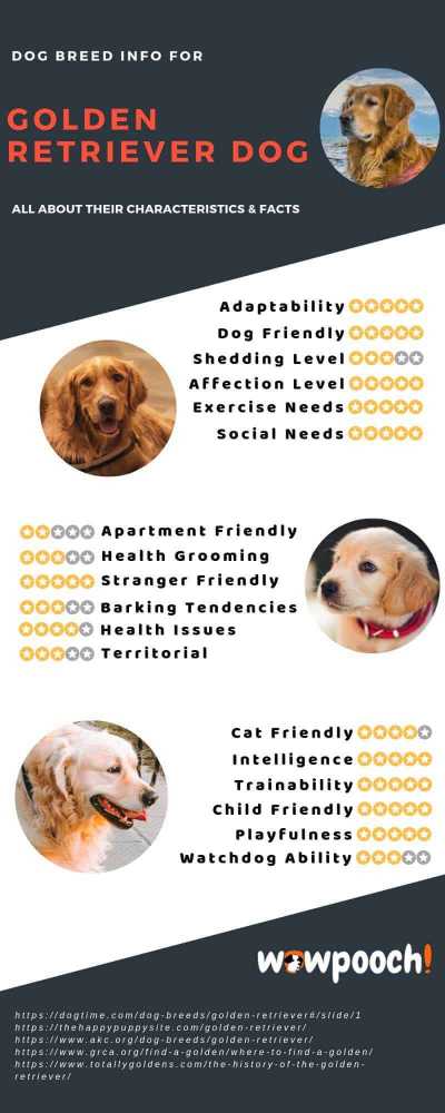 Golden Retriever Dog Breed Info Characteristics