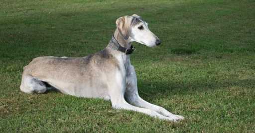 Greyhound dog Information, picture, weight