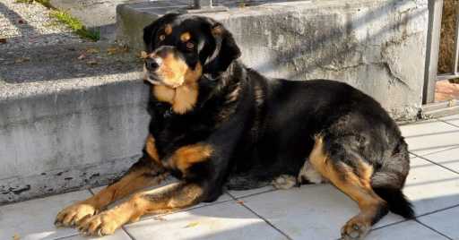 Rottweiler Dog Breed Information, Pictures
