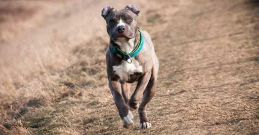 pitbull Terrier Dog Breed Information, Pictures, Characteristics & Facts