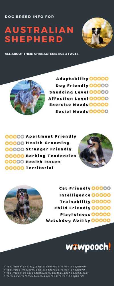 Australian Shepherd Dog Breed Information Infographic