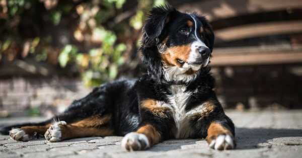 Bernese Mountain Dog Breed Information, Pictures