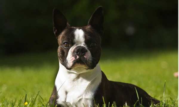 Boston Terrier Dog Breed Info, Characteristics & Facts