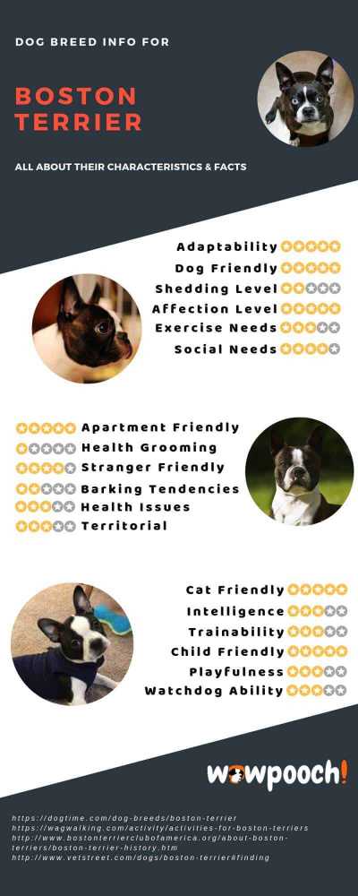 Boston Terrier Dog Breed Info Characteristics