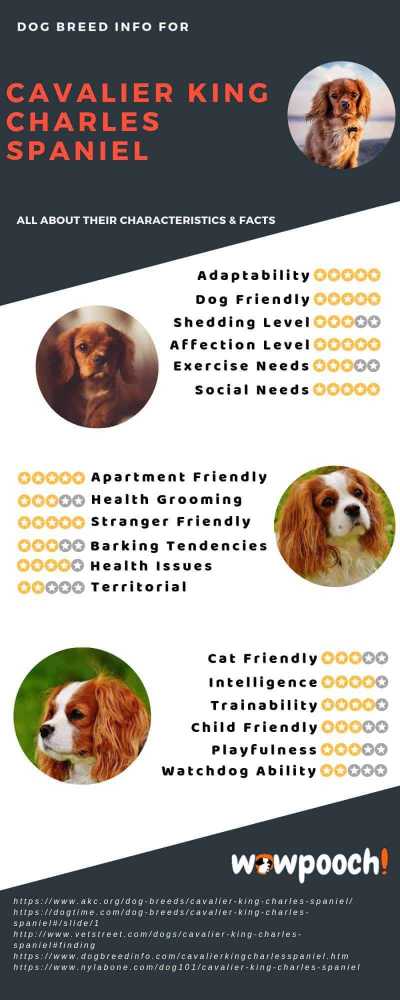Cavalier King Charles Spaniel Dog Breed Info Characteristics Facts