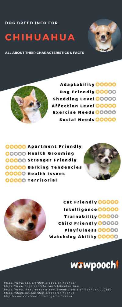 Chihuahua Dog Breed Information Infographic