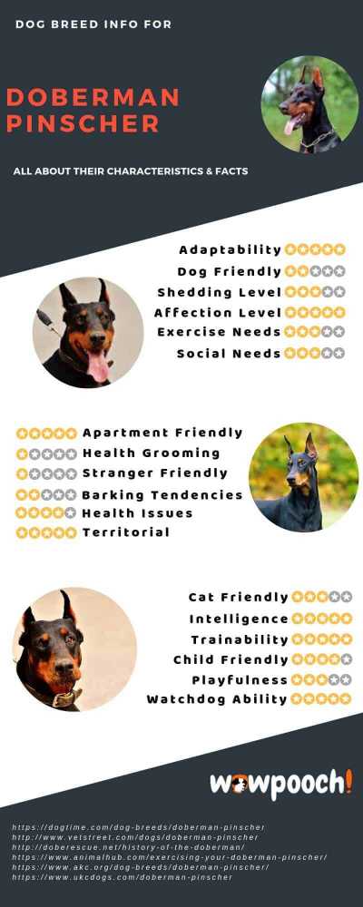 Doberman Pinscher Dog Breed Information, Pictures, Characteristics