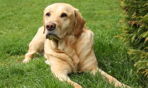 Labrador Retriever Dog Breed Info, Characteristics & Facts