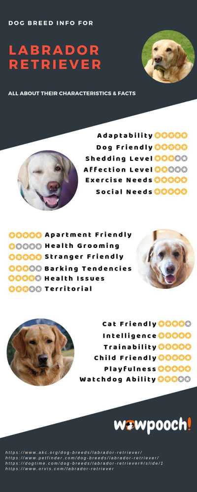 Labrador Retriever Dog Breed Info Characteristics