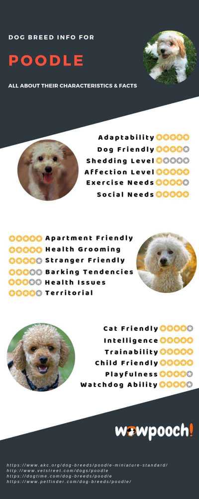 Poodle Dog Breed Information Infographic