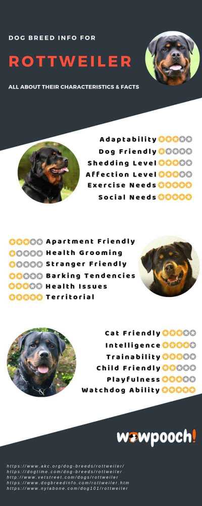 Rottweiler Dog Breed Information Infographic