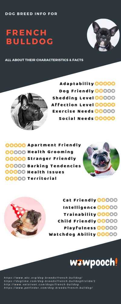 French Bulldog Breed Info Characteristics