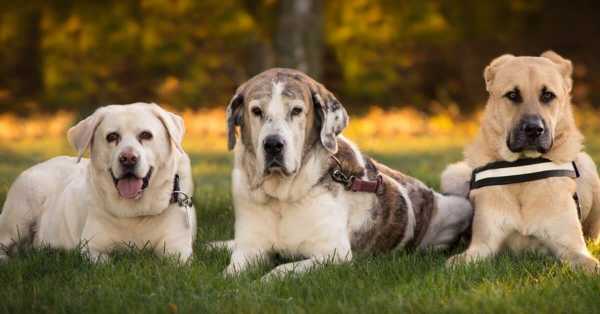 Large Dog Breeds You May Find Rare
