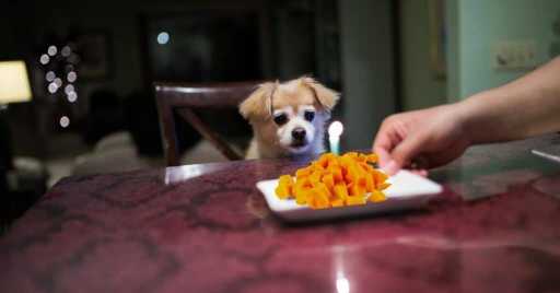 Dog Can Eat Mangoes