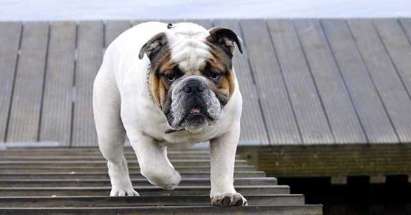 Bulldog Breed Information, Pictures, Characteristics & Facts