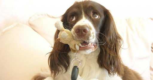 Steps To Correct If Your Dog Chewing Inappropriately