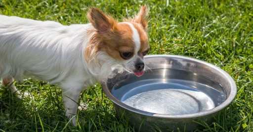Best Dog Water Bowls For Canines