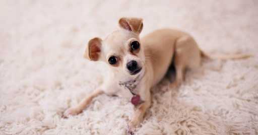 What's The Best Dog Foods For Chihuahuas