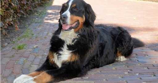 Dog Beds For A Bernese Mountain