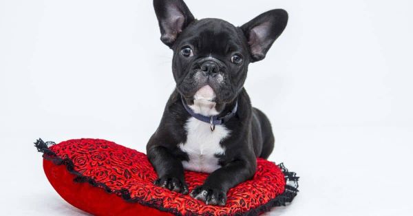 Dog Beds For French Bulldogs