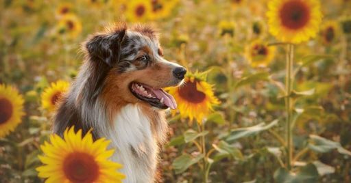 Dogs Eat Sunflower Seeds?