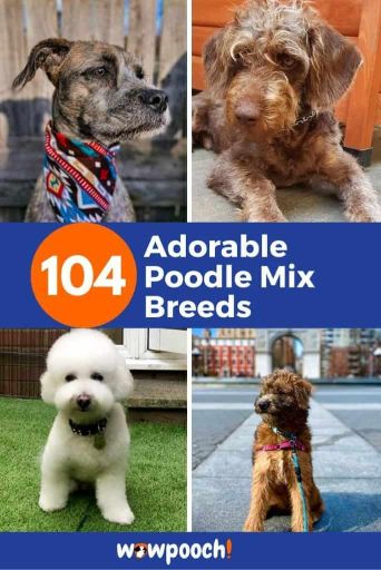 104 Adorable Poodle Mix