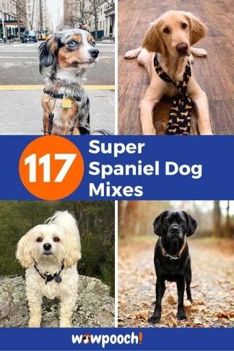 Spaniel Dog Mixes – The Perfect List Of Spaniel Dog Breeds