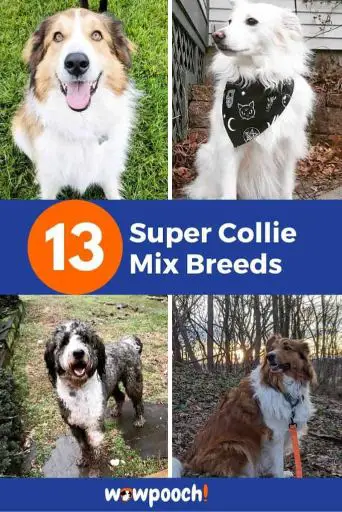 13 Super Collie Mixes