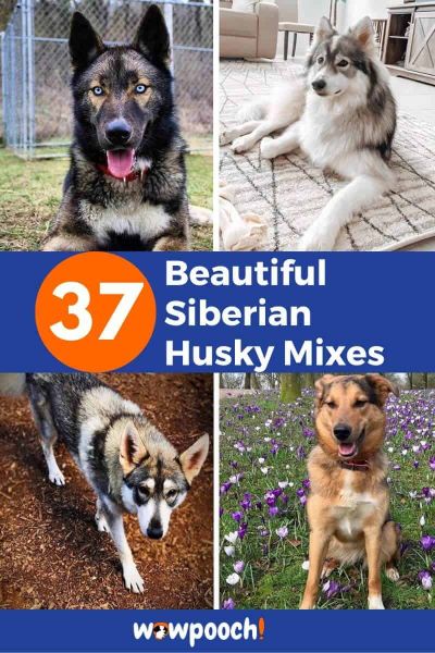 Beautiful Siberian Husky Mixes – Find The Perfect Husky Mix