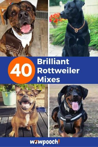 40 Brilliant Rottweiler Mixes – Discover The Perfect Rottie Mix