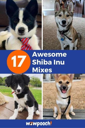17 Awesome Shiba Inu Mixes For Dog Lovers