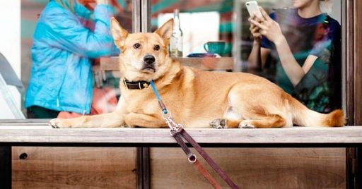 Best Dog Friendly Restaurants In Sacramento