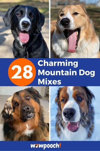28 Mountain Dogs With Mixed Breeds