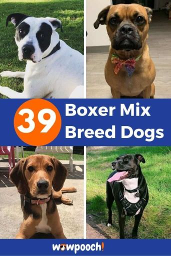 39 Boxer Dog Mixes