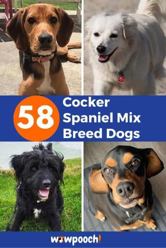 58 Cocker Spaniel Mixes