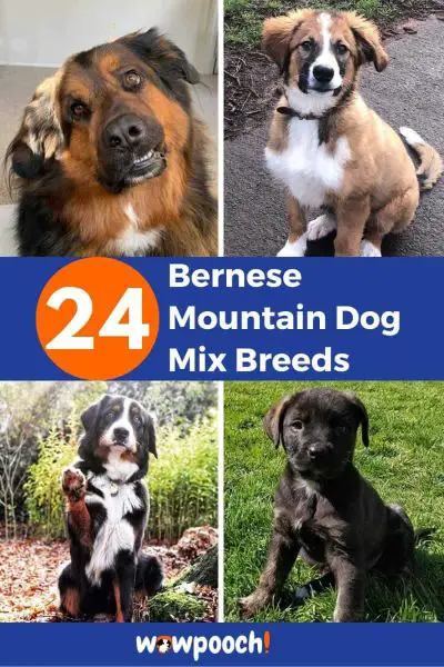 24 Bernese Mountain Dog Mixes