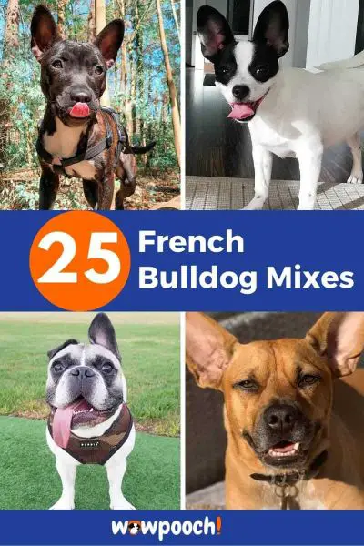 25 French Bulldog Mixes