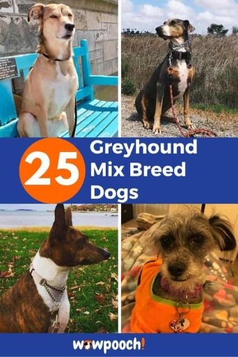 25 Greyhound Mixes