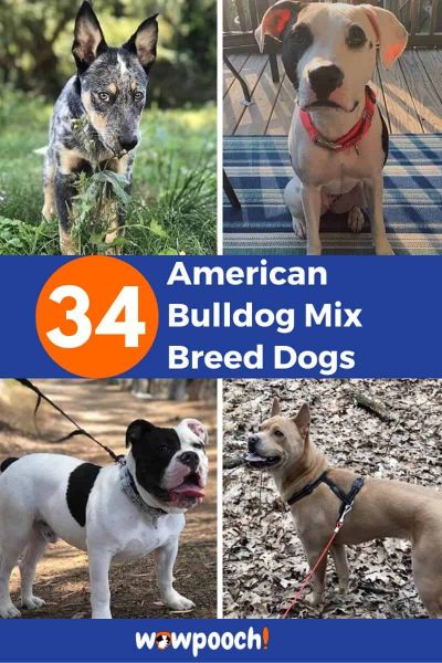 34 American Bulldog Mixes