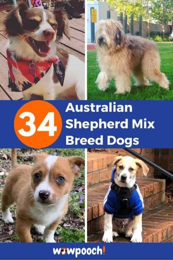 34 Australian Shepherd Mixes