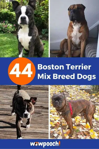 44 Boston Terrier Mixes