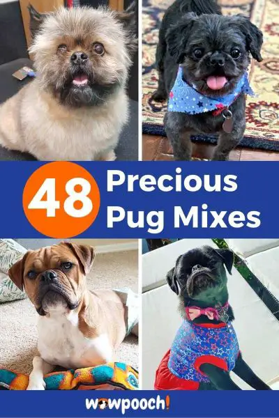 48 Pug Mixes